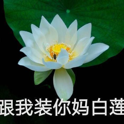 网红头像吃瓜视频大全,揭秘网络红人的幕后故事