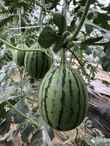 网红夫妻最近吃瓜,娱乐圈背后的真相曝光