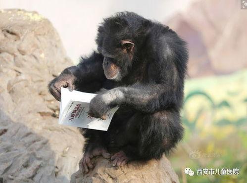 网红吃瓜像猩猩,猩猩般的真实演绎