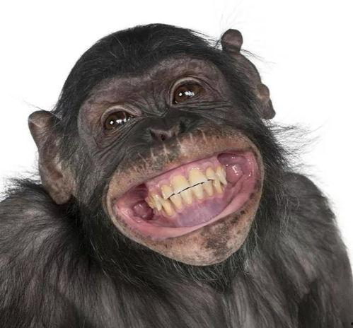 网红吃瓜像猩猩,猩猩般的真实演绎