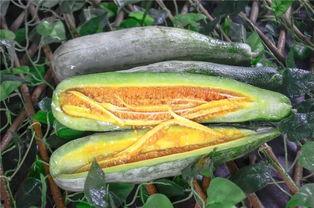 高清网红吃瓜视频大全,高清视频大盘点