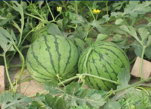 晋城网红吃瓜事件,揭秘网络舆论的风暴与真相